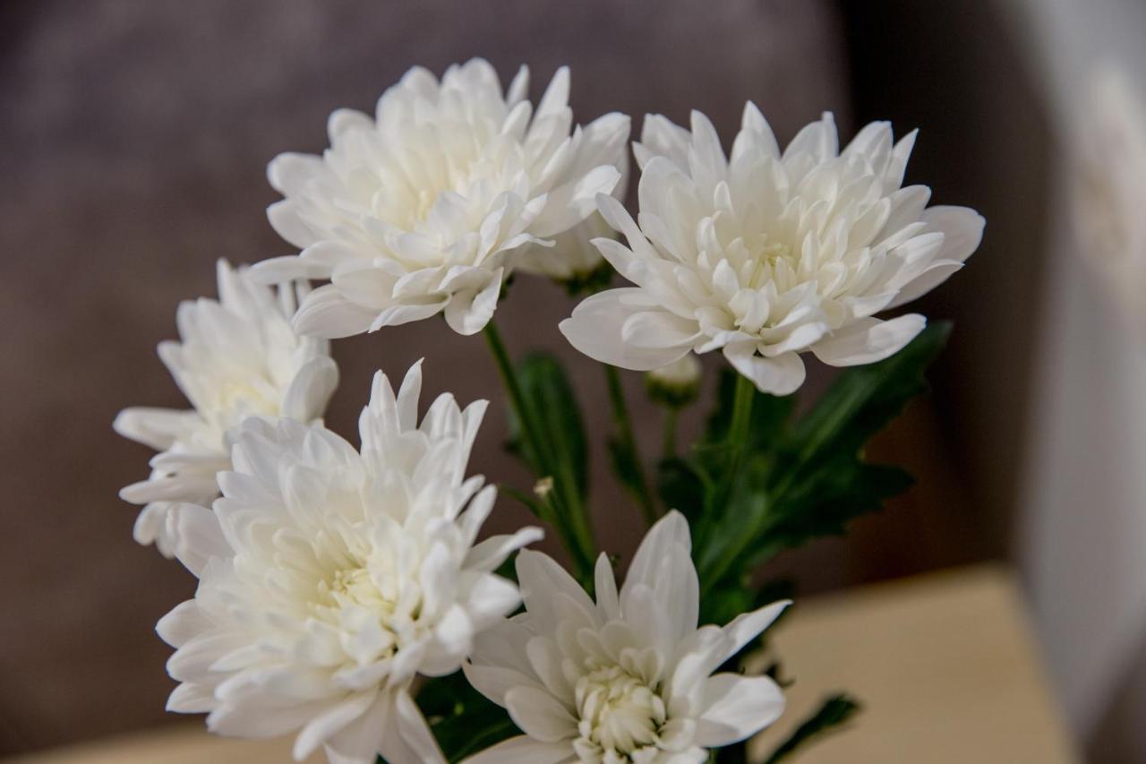 Apartment Studio Milena ซูโบติกา ภายนอก รูปภาพ